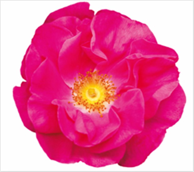 Rosige Zeiten für Rosenliebhaber Apothekerrose: Bestandteil von Salben gegen rissige Haut.