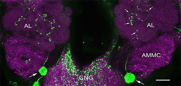 Appetitzügler für Gelbfiebermücken entdeckt Appetitzügler für Blutsauger: Zellkörper und neuronale Fortsätze (Pfeile) in den Antennalloben von Mückenweibchen schütten Neuropeptide aus, im Bild Allatostatin-A (grün).