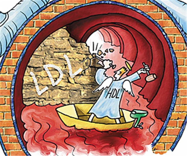 Hat das "böse" Cholesterin auch gute Seiten? Arbeiten am LDL: Hat es auch gute Seiten?