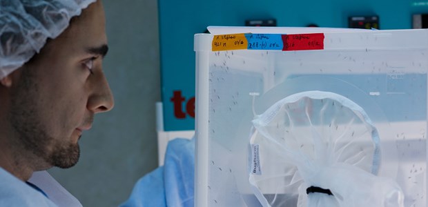 Ein offenes Labor für die Malaria-Forschung Arbeiten mit Malaria-Moskitos im GSK-Entwicklungszentrum in Tres Cantos.