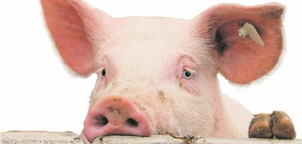 Sind tierische Ersatzteillager ethisch vertretbar? Armes Schwein: Gibt es bald transgene Tiere, deren Herzen transplantiert werden können?