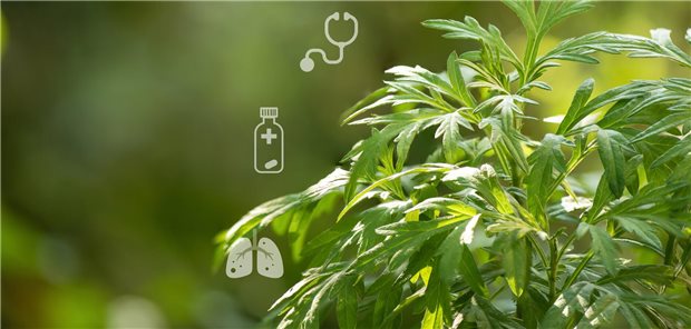 Artemisia Annua (Beifuß): Eines der neu in die Leitlinie aufgenommenen Kapitel befasst sich mit der Heilpflanze.