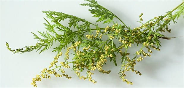 Grüne Chemie für Malaria-Medikamente Artemisia annua wird bislang zur Artemisinin-Gewinnung eingesetzt.