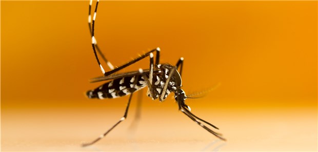 Spanien meldet erste Chikungunya-Infektionen Asiatische Tigermücke (Aedes albopictus): Sie und die ägytische Variante (Aedes aegypti) übertragen die Chikungunya-Infektion.