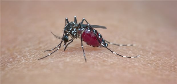 Asiatische Tigermücke bei der Arbeit: Sie kann saisonale Krankheitserreger wie das Chikungunya-, Dengue- oder Zika-Virus auf Menschen übertragen, wenn sie diese Viren zuvor von infizierten Reiserückkehrenden aus Endemiegebieten aufgenommen hat.