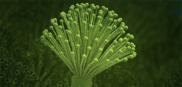 Welche Rolle spielen Pilze? Aspergillus haben die Forscher am häufigsten bei CRS-Patienten mit Pilznachweis gefunden.