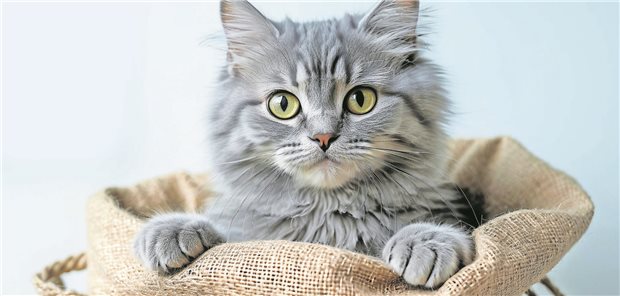 Eine kleine Katze
