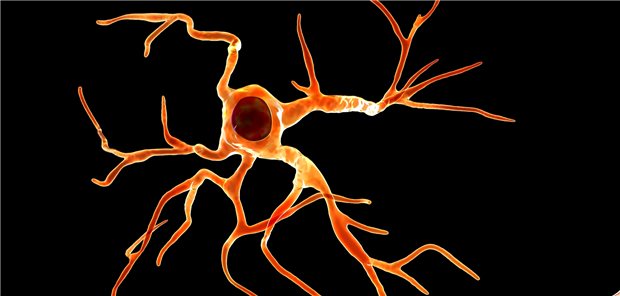 Astrozyt, computerillustriert.