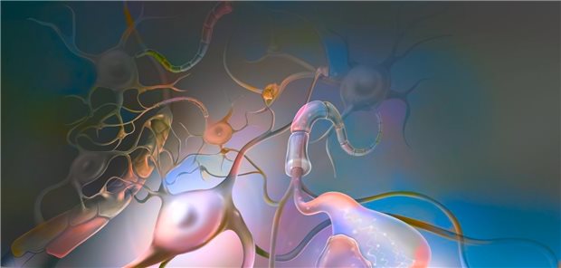 Astrozyten: Bei NMOSD reduziert Inebilizumab die Gefahr einer eskalierenden Autoimmunreaktion mit Schädigung der Astrozyten.