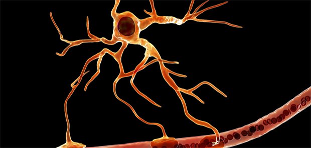 Multiple Sklerose: Neuer potenzieller Biomarker für schleichendes Fortschreiten Astrozyt an Blutgefäß.
