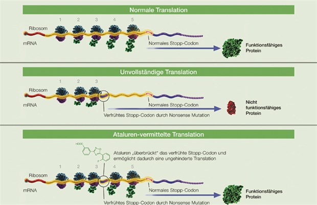 Ataluren greift in den Translationsprozess ein. Es überbrückt das verfrühte Stopp-Codon, sodass die Translation korrekt weiterlaufen kann. Somit kann ein funktionsfähiges Dystrophin-Molekül hergestellt werden.