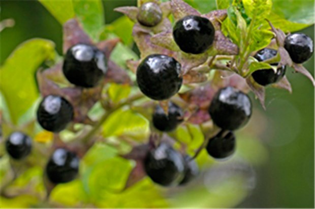 Mögliche Homöopathie-Tote in den USA Atropa belladonna.