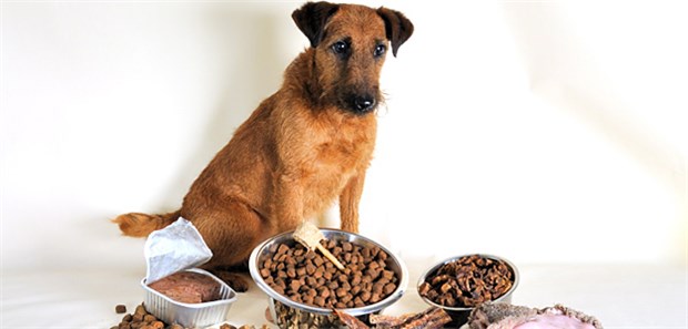 Immer mehr Hunde mit Fleischallergie Auch Hunde leiden unter Allergien und Unverträglichkeiten, sogar gegen Fleisch.