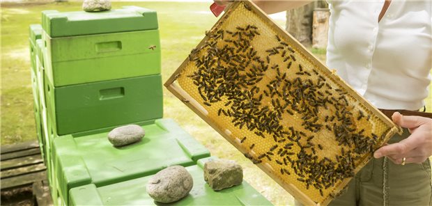 Auch das ist ein Beitrag auf dem Weg zum „gürnen Krankenhaus“: Bienenstöcke auf dem Klinikgelände.