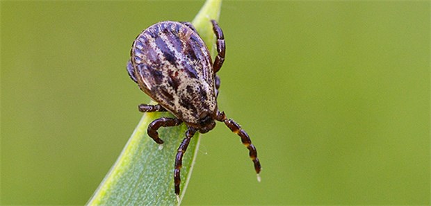 Weiterer FSME-Überträger entdeckt Auch die Auwaldzecke kann die gefährliche Frühsommer-Meningoenzephalitis (FSME) übertragen.