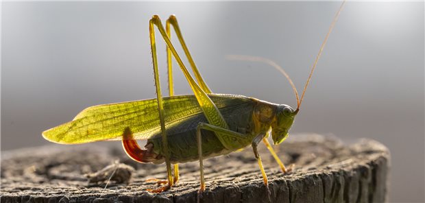 Lauterbach will „Einstieg von Heuschrecken in Arztpraxen“ verbieten October 18, 2022, Elkton, Oregon, USA: A katydid perches on a fencepost along a country road near Elkton in southwestern Oregon. Katydids belong to the Tettigoniidae family of insects. They were previously known as ''long-horned grasshoppers'
