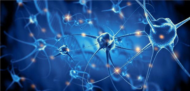Auch in Nervenzellen lagern sich Sphingolipide an. Diese sind charakteristisch für den M. Fabry.