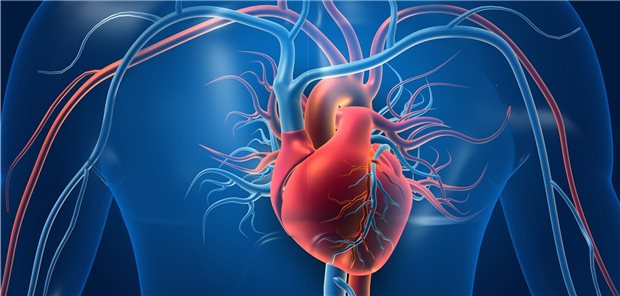 Auch sie bleiben bei Gicht wohl nicht vor Uratablagerungen verschont - die Herzgefäße.