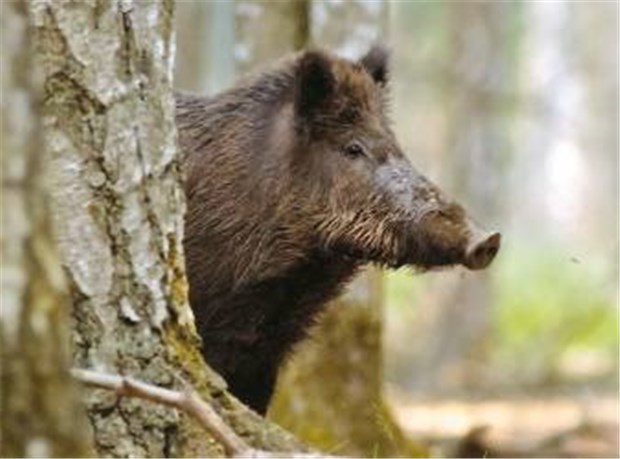 Die rasende Wildsau - eine Sache für die Richter Auf dem Weg zur Autobahn? Noch steht das Wildschwein im Wald.