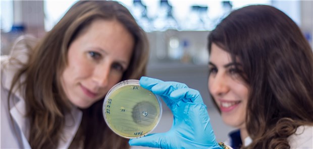 Darmbakterien wehren Krankheitserreger ab Auf einer Agarplatte zeigt sich die Hemmwirkung der Pseudomonas-Bakterien besonders deutlich: Der Krankheitserreger Bacillus thuringiensis kann in ihrer Nähe nicht gedeihen. Dr. Sabrina Köhler
