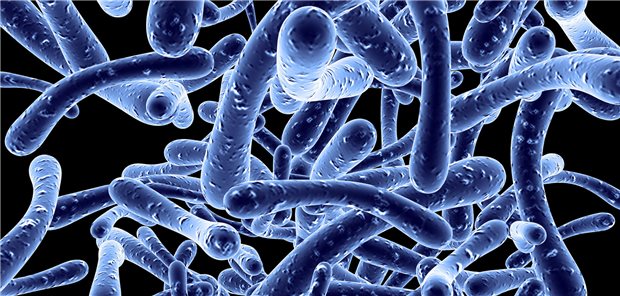 Mikrobiom und Krebs – viel Hoffnung, noch mehr Fragezeichen Auf therapeutischer Seite lohnt der Blick in Richtung Mikrobiom deswegen, weil es Einfluss nehmen kann auf die Effektivität bzw. die Toxizität einer Krebstherapie.