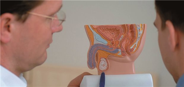 Keine Empfehlung für Screening auf Hodenkrebs Aufklärungsgespräch: Ab welchem Alter bringt die allgemeine Früherkennungsuntersuchung auf Hodenkrebs tatsächlich einen Nutzen?