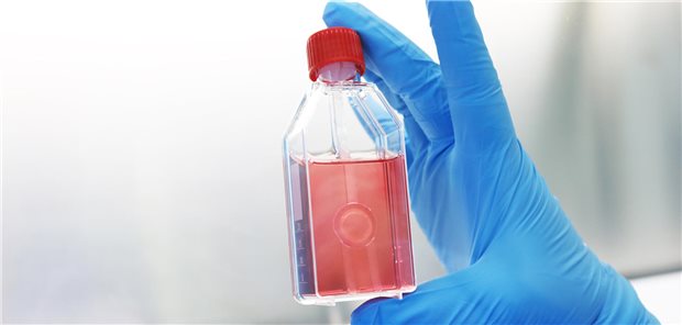 Augenhornhäute sind bei der Deutschen Gesellschaft für Gewebetransplantation im vergangenen Jahr am häufigsten nachgefragt gewesen.