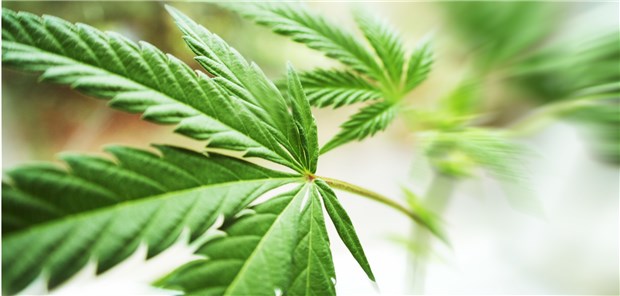 Cannabis-Tropfen als Ansatz bei Augenschmerz Augentropfen aus Cannabis? Kölner Forscher haben diese entwickelt.