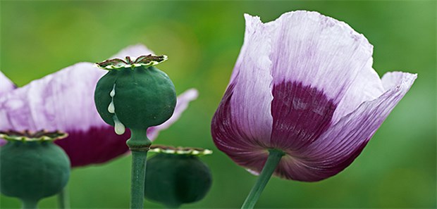 Aus Schlafmohn (Papaver somniferum) wird auch bei Morphin gewonnen.