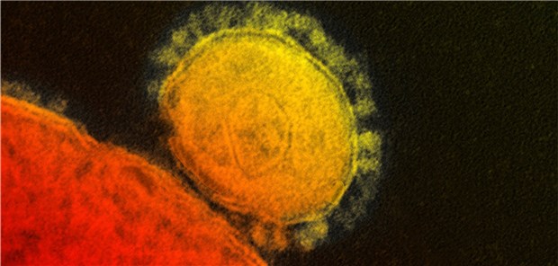 Aus den Impfstoffkandidaten für das SARS- und das MERS-Coronavirus (hier im Bild) könnte sich ein Impfstoff gegen SARS-CoV-2 ableiten lassen.