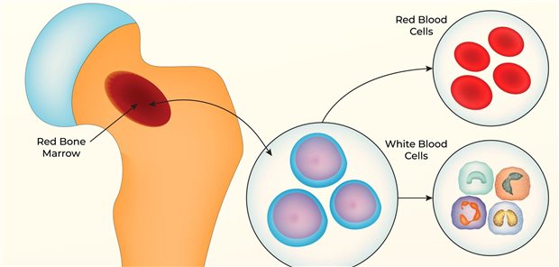 Hämatopoetische Stammzellen können aus dem menschlichen Knochenmark gewonnen werden. Sie können sich in rote Blutzellen oder weiße Blutzellen weiterentwickeln.