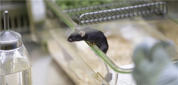 Tierschützer fordern Strategie für Reduktion von Tierversuchen Aus die Maus: Tierschützer fordern, auf Tierversuche zu verzichten und neue Methoden anzuwenden.