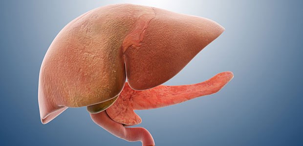 Aufregung um falsch verteilte Leber am UKE Aus eins mach zwei: das ist bei gespendeten Lebern möglich und bei Leberlebendspenden üblich.