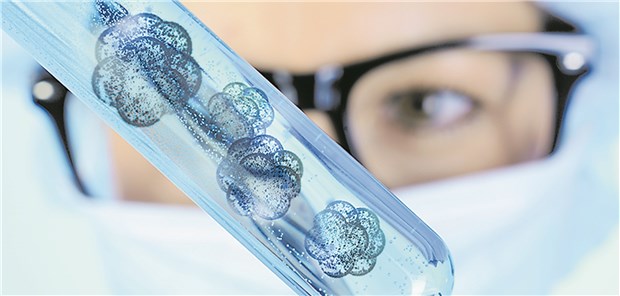 Heikle Forschung an Hirngewebe Aus pluripotenten Stammzellen entstehen im Labor Mini-Organe.