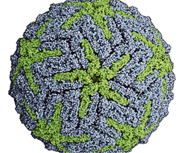 Virologen bereiten sich auf Ausbrüche vor Außer Dengue (Abbildung) breiten sich neuerdings neue Arbovirosen wie das Chikungunya-Virus aus.