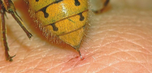 Vier Faktoren für erhöhte Schockgefahr Autsch: Für Allergiker kann ein Wespenstich gravierende Folgen haben.