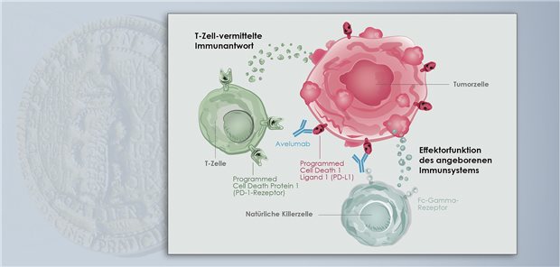 Avelumab führt einerseits zur Wiederherstellung der gegen den Tumor gerichteten T-Zell-Antwort und induziert andererseits eine über Natürliche Killerzellen vermittelte direkte Tumorzell-Lyse.