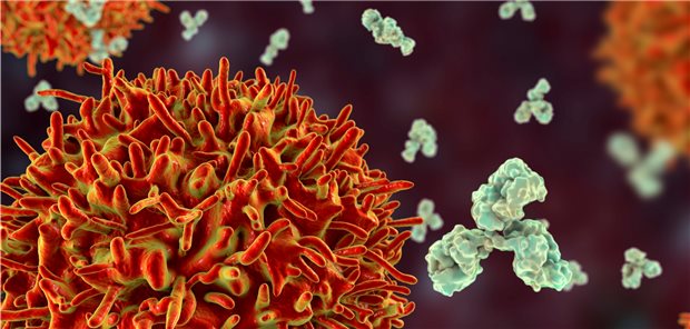 B-Zellen sind eines der Ziele der „modernen“ Rheuma-Therapie.