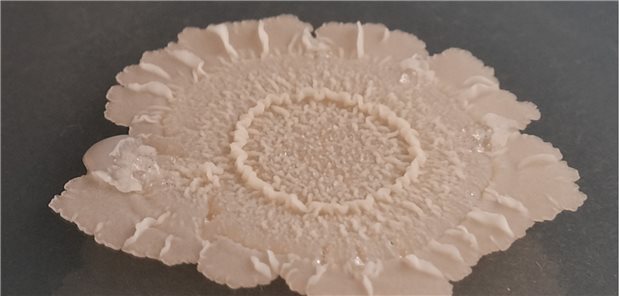 B. subtilis-Stämme können komplexe Biofilm-Strukturen bilden. Im Tiermodell haben solche Biofilme der Mikrobe Nervenzellen geschützt. Sie könnten somit ein Therapieansatz gegen Morbus Alzheimer sein.
