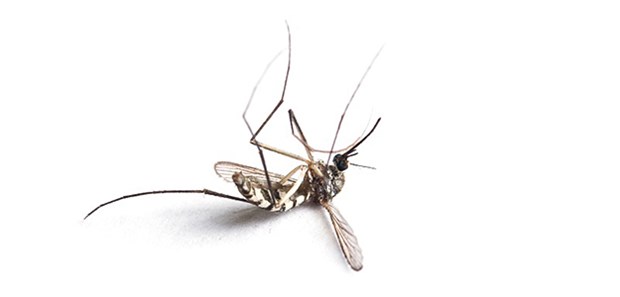 Ein Atemtest zum Malaria-Nachweis? Bäume locken Mosquitos mit bestimmten Duftstoffen an. Eines dieser Terpene erkennt auch ein "riechender" Malaria-Test.