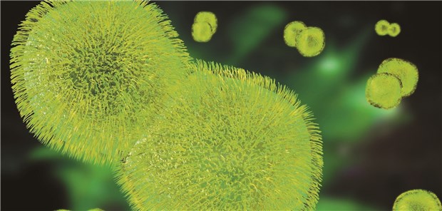 Bakterien der Art Streptococcus pneumoniae.