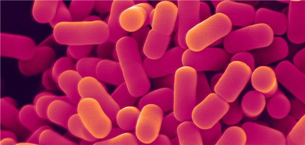 Bakterien der Spezies Lactobacillaceae, die das Darmmikrobiom zum Zeitpunkt der Entbindung dominieren.