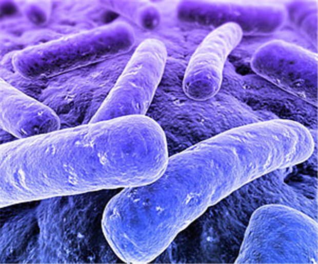 Die Rückkehr der Mikroben Bakterien in 3 D. © Sebastian Kaulitzki - Fotolia.com