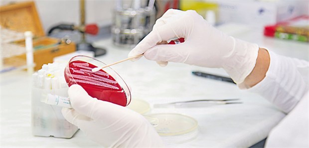 Im Kampf gegen Keime fehlt Personal Bakterienkultur in einer Petrischale. Immer mehr Vertragsärzte bieten Behandlung von MRSA-Patienten an.