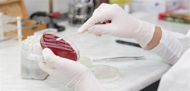 Bakterienkultur in einer Petrischale. Rund 15.000 Vertragsärzte waren 2015 für die Versorgung von MRSA-Patienten qualifiziert.