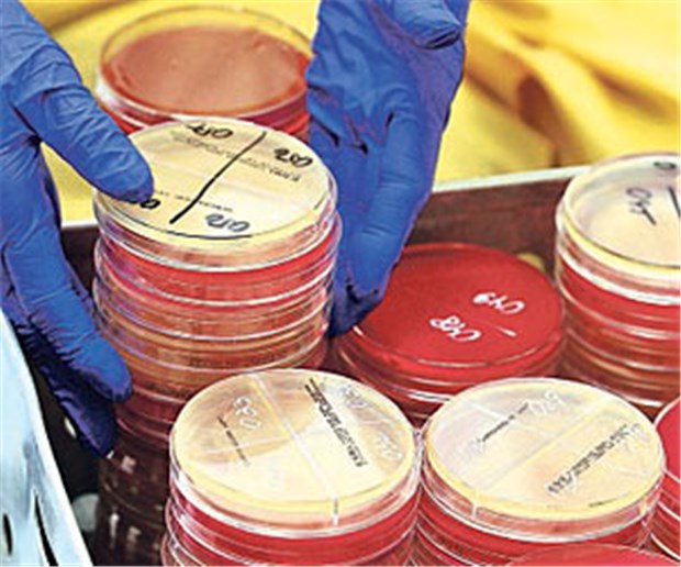 Labormedizin - zu Recht eine 'Branche' mit Hautgout? Bakterienkulturen für das Labor: Die Diagnostik entscheidet über die Antibiotikatherapie.