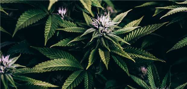 Koalition startet Gesetzgebungsverfahren: Ampel will Cannabis auf Grün schalten Bald Alltag auf deutschen Balkonen mit Südausrichtung: Die Ampel startet ein Gesetzgebungsverfahren zur Freigabe des Cannabishandels und -konsums.