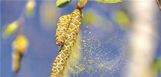 Bald fliegen sie wieder: Birkenpollen. Im Jahr 2018 wurden für Menschen, die dagegen allergisch sind, erste Therapieallergene nach neuer Verordnung zugelassen.
