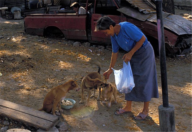 Mehr Infos zu Tollwut für Asien-Reisende! Bangkok: Eine Frau füttert herumstreunende Hunde in einem Slum.