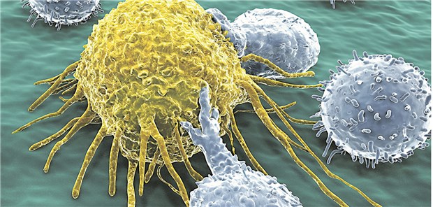 Basis der onkologischen Immuntherapie: T-Lymphozyten attackieren eine Krebszelle.